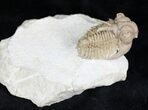 Amazing Hoplolichoides Trilobite From Russia - #28048-4